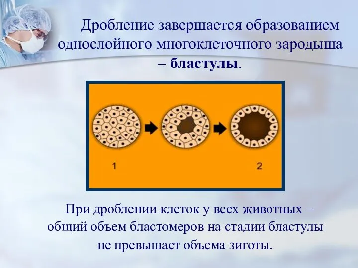 Дробление завершается образованием однослойного многоклеточного зародыша – бластулы. При дроблении клеток у