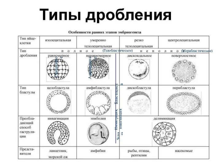 Типы дробления зиготы: (Голобластическое) (Мерабластическое) Синхронное Асинхронное Бластоциста Человек Иммиграция, инвагинация