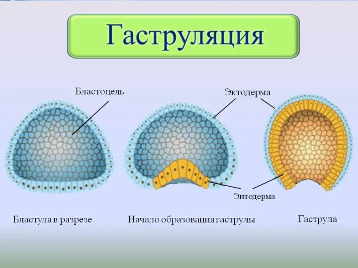 II. Гаструляция Совокупность процессов, приводящих к образованию гаструлы, называется гаструляцией. Гаструла (