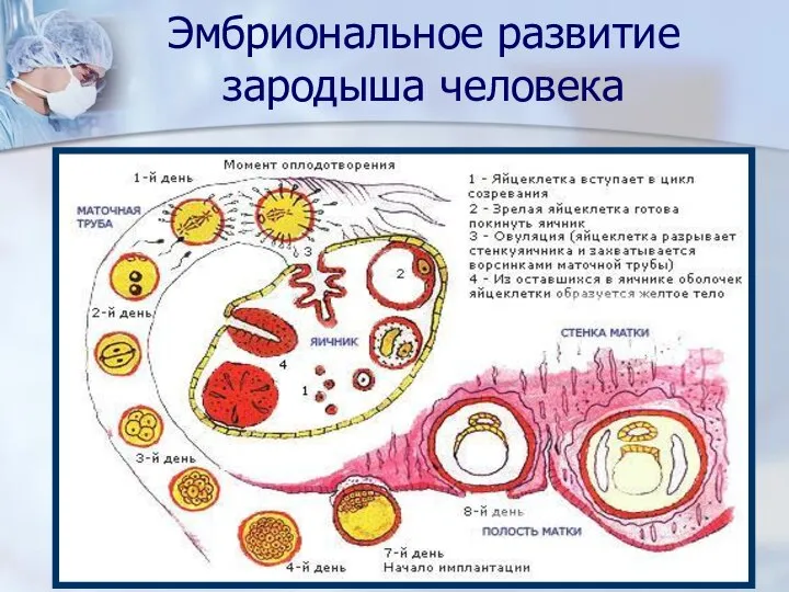 Эмбриональное развитие зародыша человека