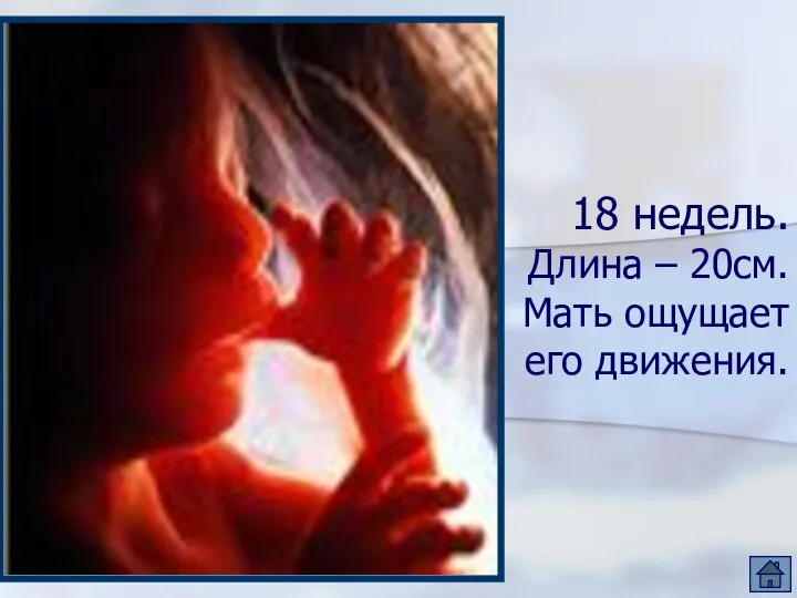 18 недель. Длина – 20см. Мать ощущает его движения.