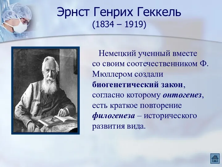 Эрнст Генрих Геккель (1834 – 1919) Немецкий ученный вместе со своим соотечественником