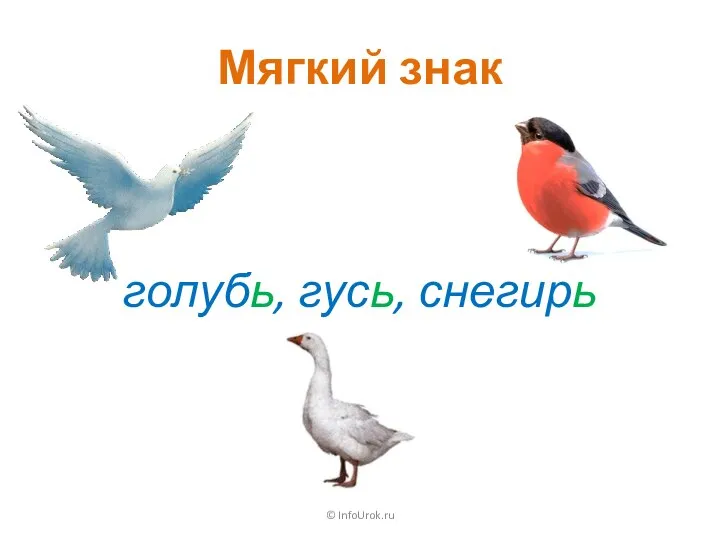 Мягкий знак © InfoUrok.ru голубь, гусь, снегирь
