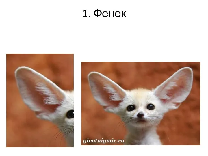 1. Фенек