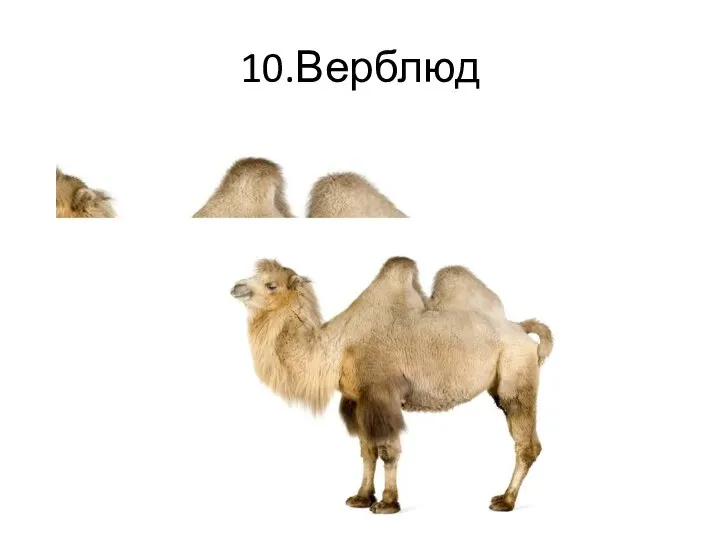 10.Верблюд