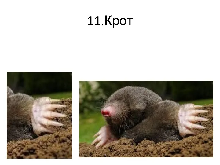 11.Крот