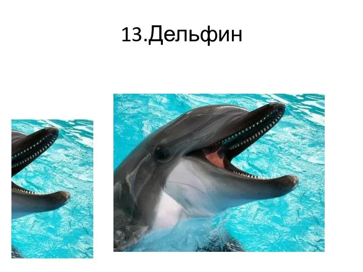 13.Дельфин
