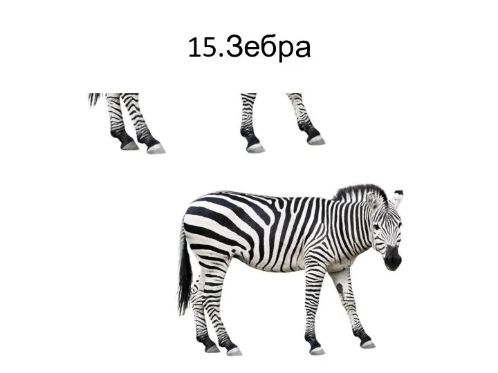 15.Зебра