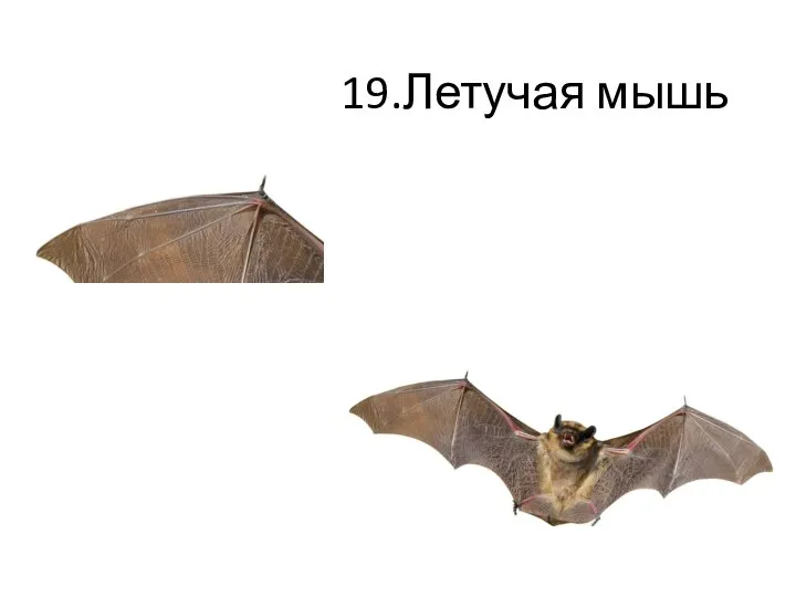 19.Летучая мышь