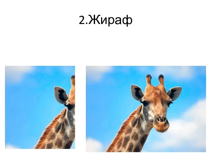 2.Жираф