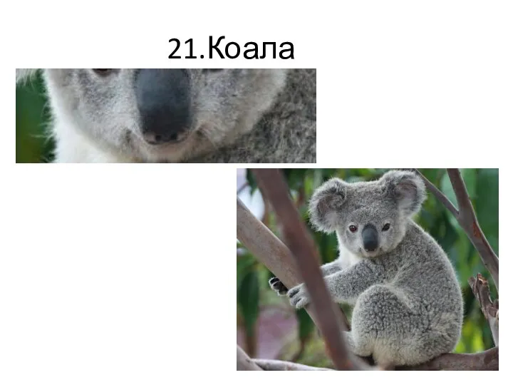 21.Коала