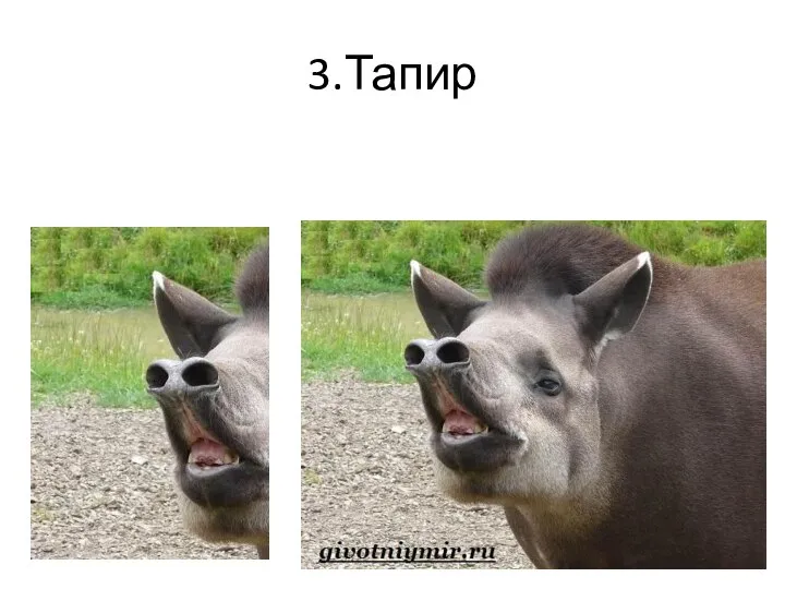 3.Тапир