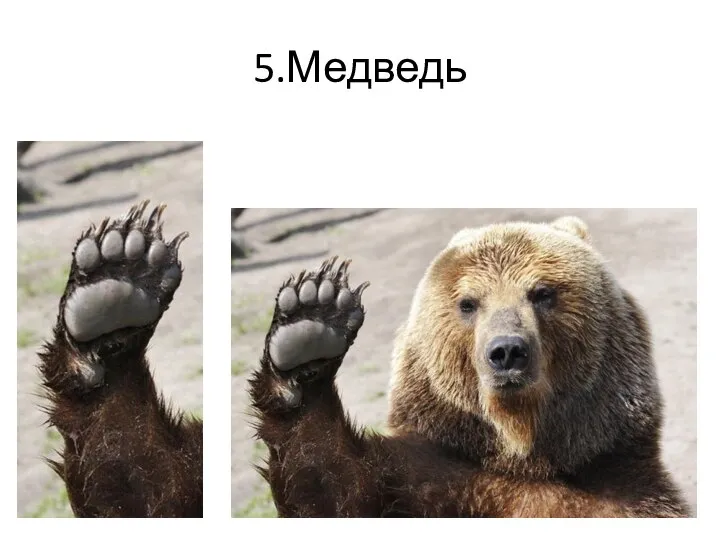 5.Медведь