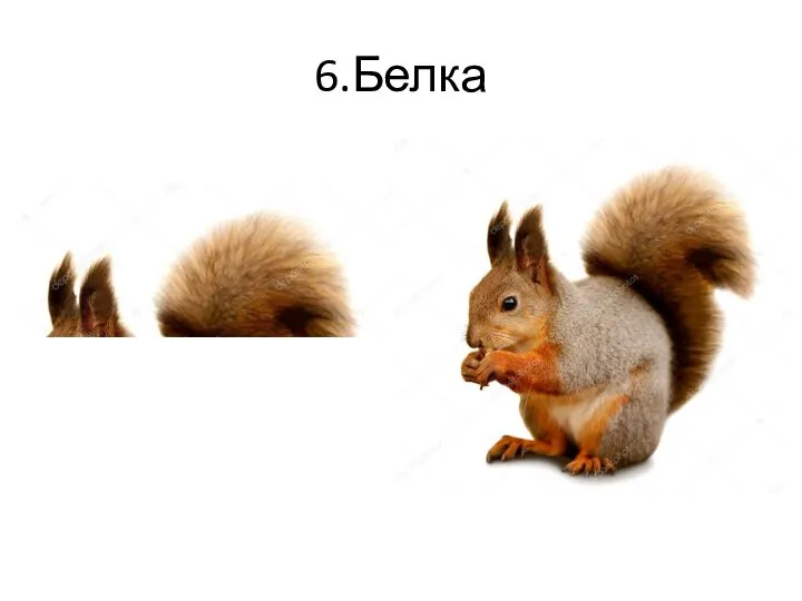 6.Белка