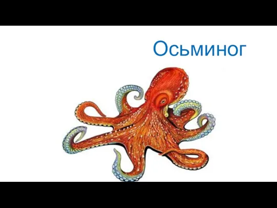 Осьминог