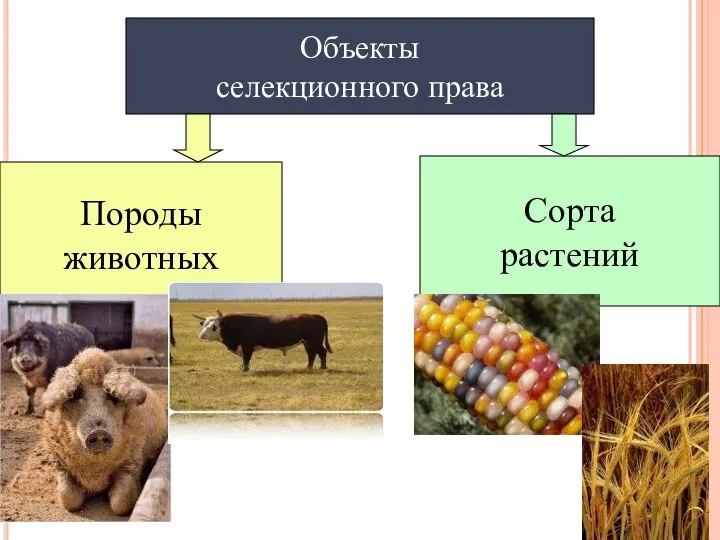 Объекты селекционного права Породы животных Сорта растений