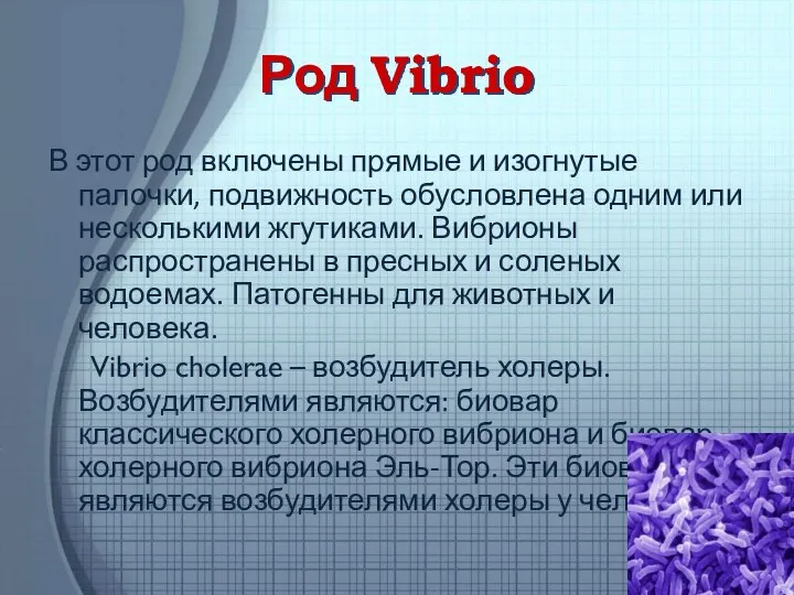 Род Vibrio В этот род включены прямые и изогнутые палочки, подвижность обусловлена