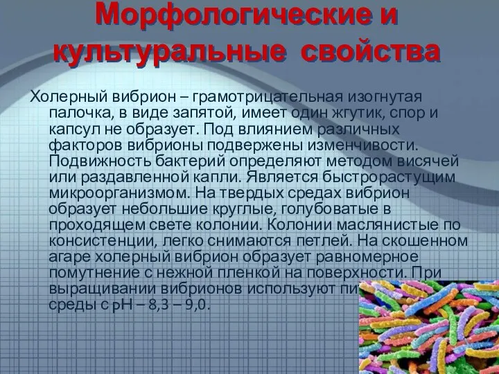 Морфологические и культуральные свойства Холерный вибрион – грамотрицательная изогнутая палочка, в виде