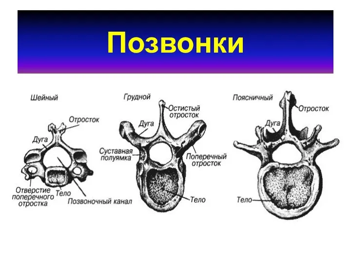 Позвонки