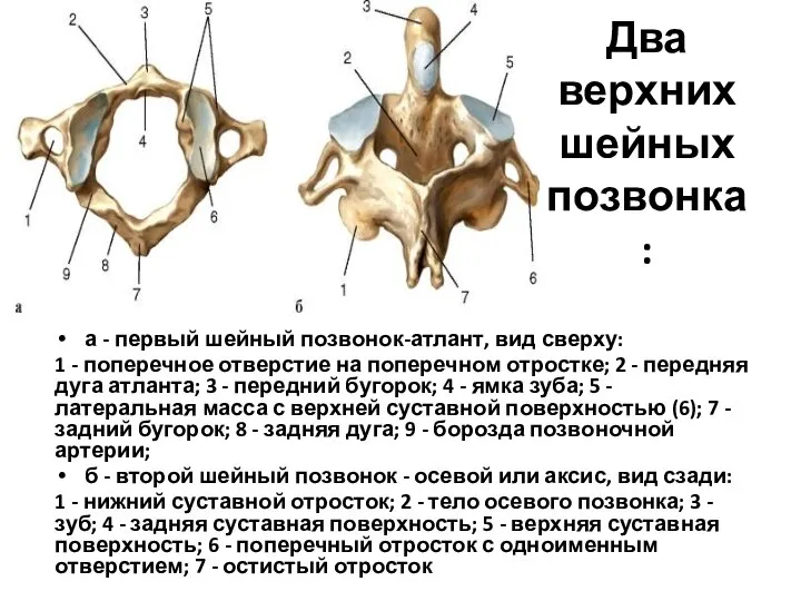 Два верхних шейных позвонка: а - первый шейный позвонок-атлант, вид сверху: 1