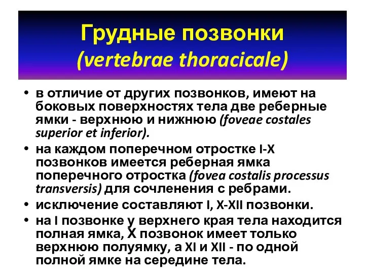 Грудные позвонки (vertebrae thoracicale) в отличие от других позвонков, имеют на боковых