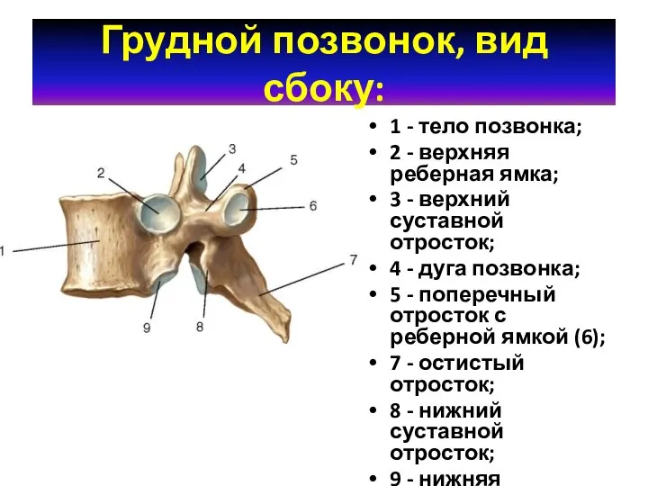 Грудной позвонок, вид сбоку: 1 - тело позвонка; 2 - верхняя реберная