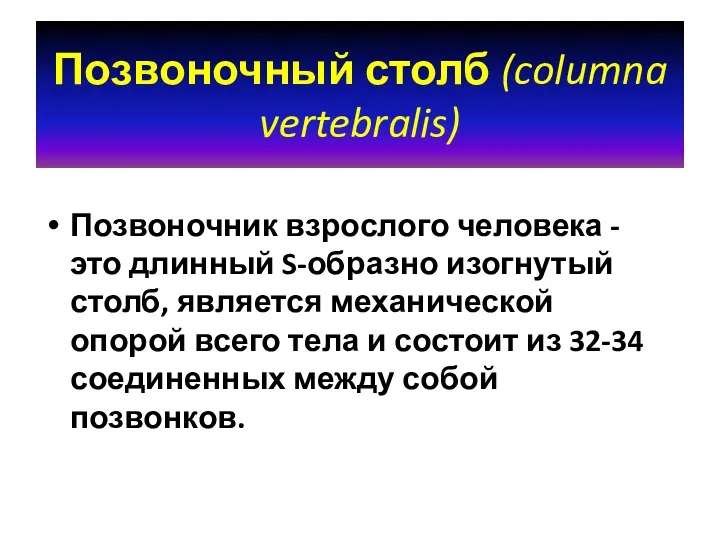 Позвоночный столб (columna vertebralis) Позвоночник взрослого человека - это длинный S-образно изогнутый