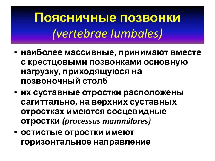 Поясничные позвонки (vertebrae lumbales) наиболее массивные, принимают вместе с крестцовыми позвонками основную