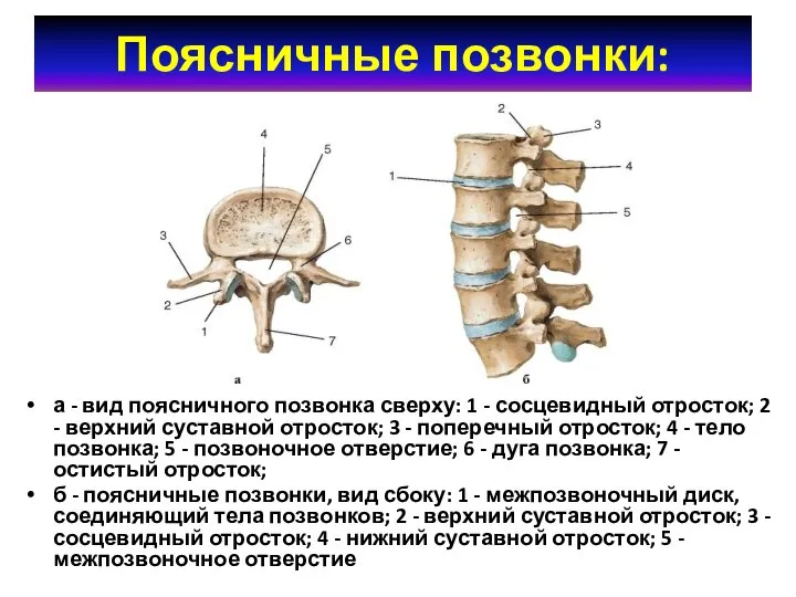 Поясничные позвонки: а - вид поясничного позвонка сверху: 1 - сосцевидный отросток;