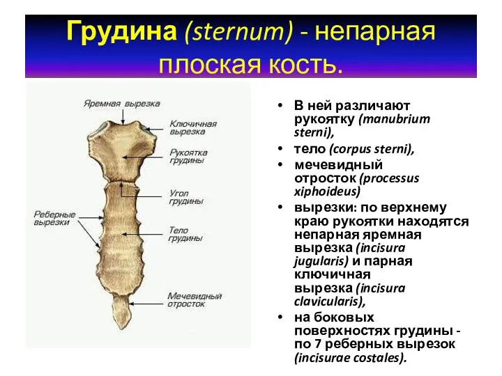 Грудина (sternum) - непарная плоская кость. В ней различают рукоятку (manubrium sterni),