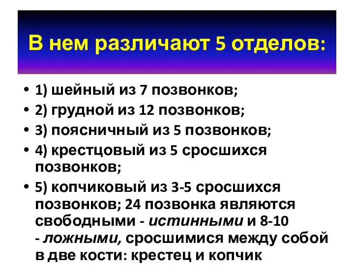 В нем различают 5 отделов: 1) шейный из 7 позвонков; 2) грудной