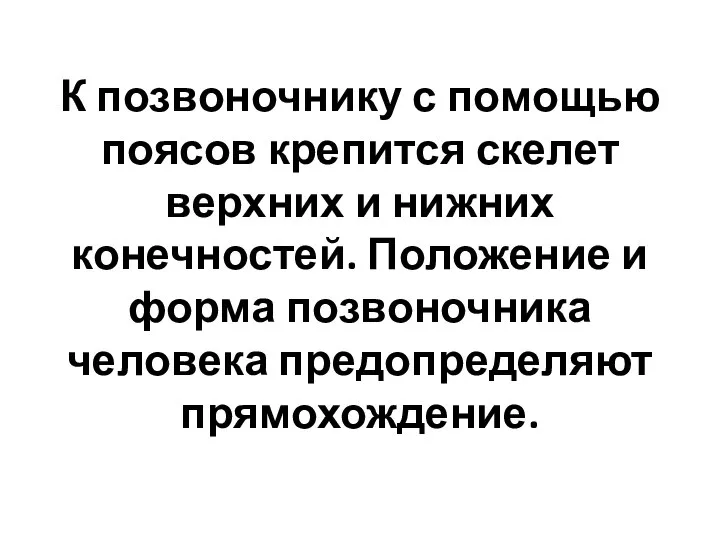 К позвоночнику с помощью поясов крепится скелет верхних и нижних конечностей. Положение