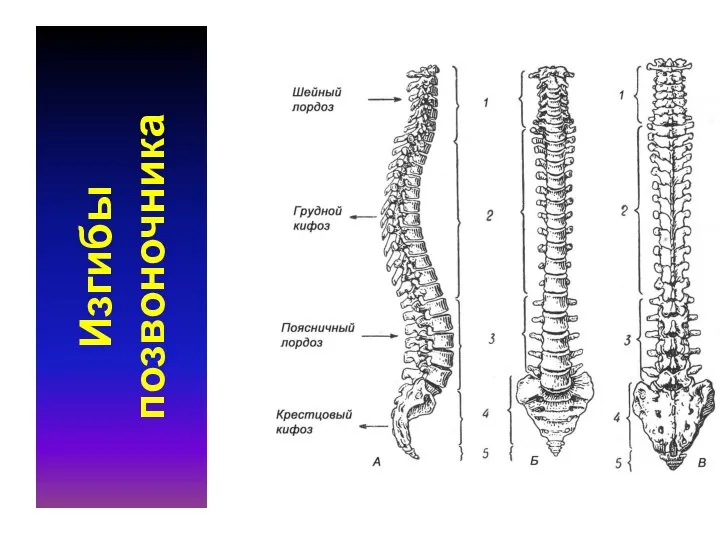 Изгибы позвоночника