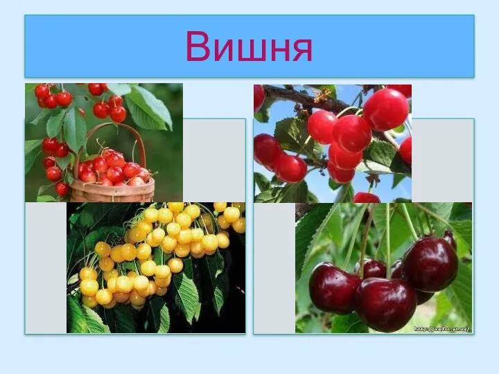 Вишня