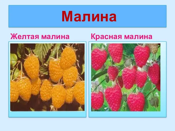 Малина Желтая малина Красная малина