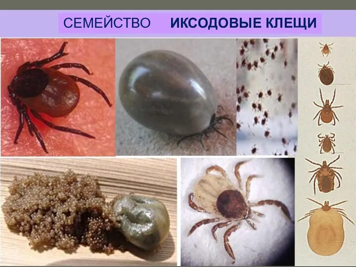 СЕМЕЙСТВО ИКСОДОВЫЕ КЛЕЩИ