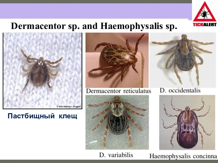 Dermacentor sp. and Haemophysalis sp. Пастбищный клещ
