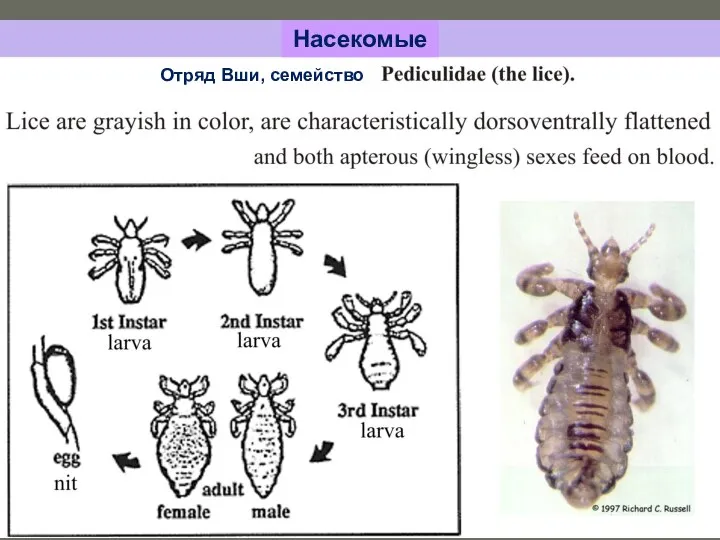 Насекомые Отряд Вши, семейство