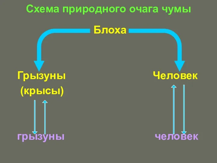 Схема природного очага чумы Блоха Грызуны Человек (крысы) грызуны человек