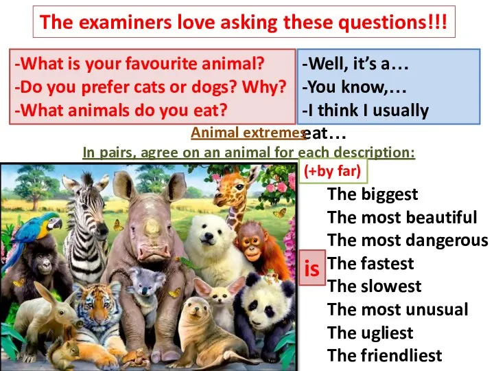 The examiners love asking these questions!!! -What is your favourite animal? -Do