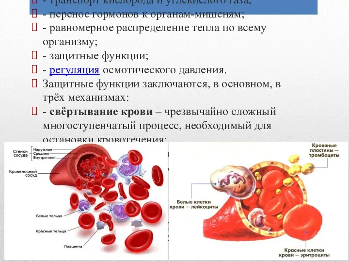 Основные функции крови: - перенос питательных веществ к различным органам и тканям;