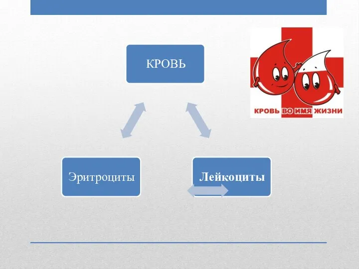 КРОВЬ Лейкоциты Эритроциты