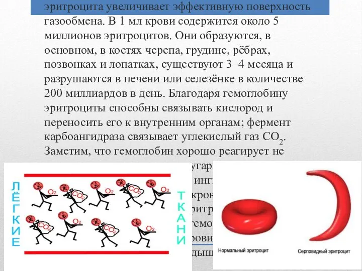 Эритроциты – красные кровяные клетки. У человека их диаметр составляет 7–8 мкм