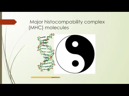 Major histocompability complex (MHC) molecules