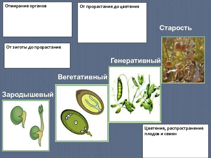 Вегетативный Зародышевый Генеративный Старость От зиготы до прорастание От прорастания до цветения