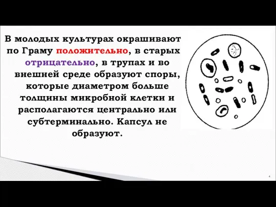 В молодых культурах окрашиваются по Граму положительно, в старых – отрицательно, в