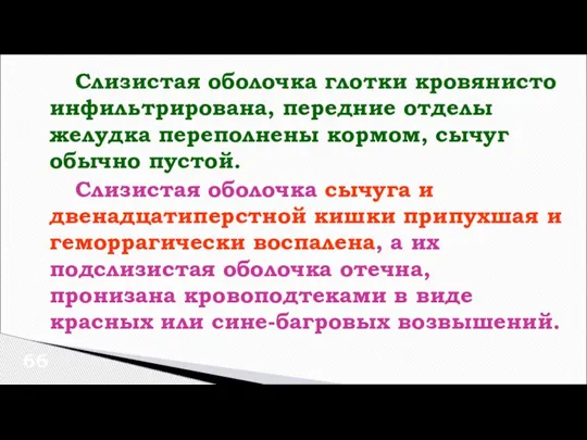 Слизистая оболочка глотки кровянисто инфильтрирована, передние отделы желудка переполнены кормом, сычуг обычно