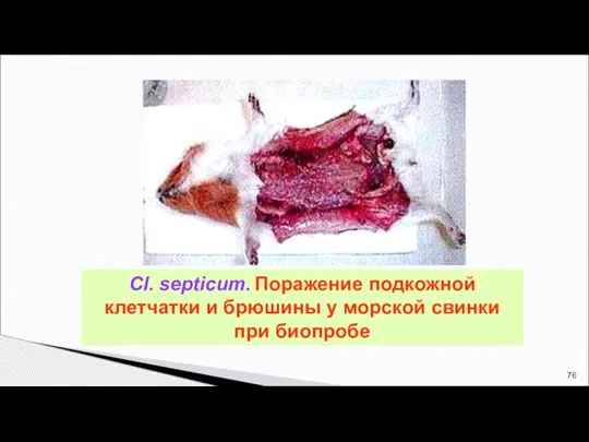 Cl. septicum. Поражение подкожной клетчатки и брюшины у морской свинки при биопробе