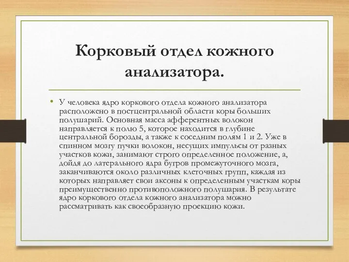 Корковый отдел кожного анализатора. У человека ядро коркового отдела кожного анализатора расположено