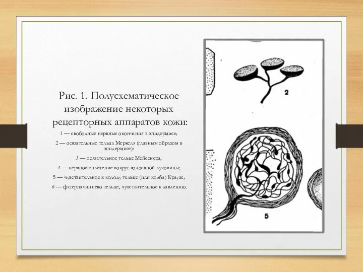 Рис. 1. Полусхематическое изображение некоторых рецепторных аппара­тов кожи: 1 — свободные нервные